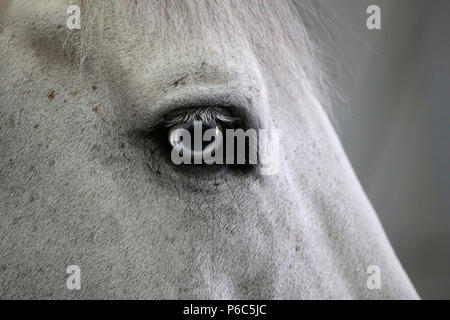Doha, eye area of   a horse Stock Photo