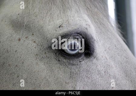 Doha, eye area of   a horse Stock Photo
