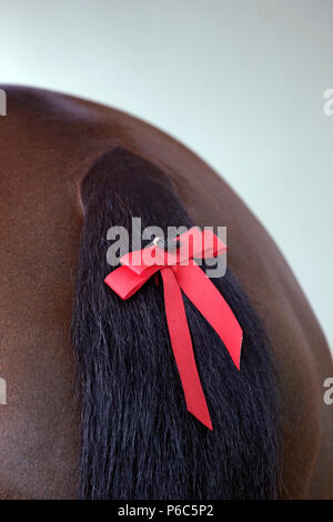 Doha, red bow in the tail of a horse Stock Photo