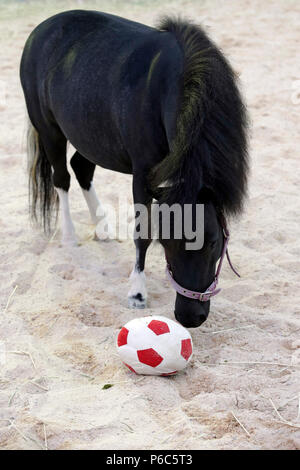 Doha, mini-Shetland pony plays with a soft football Stock Photo