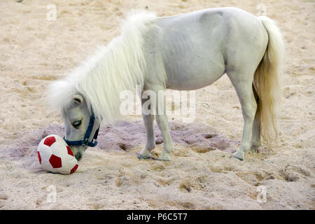 Doha, mini-Shetland pony plays with a soft football Stock Photo