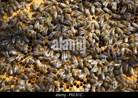 Berlin, Germany - honey bees on a honeycomb Stock Photo