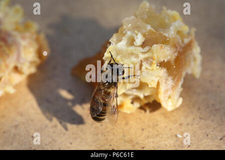 Berlin, Germany - Bee sucks honey from a broken piece of honeycomb Stock Photo