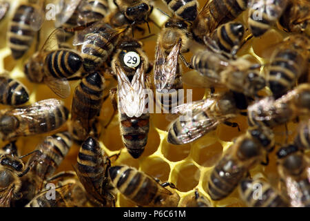 Berlin, Germany - Bee queen with white slip mark and working bees on a honeycomb Stock Photo