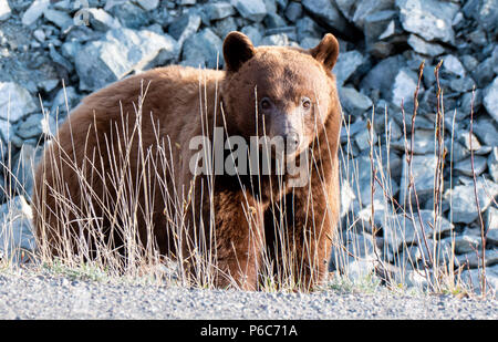 Cinnamon colored Black Bear in Alaska Stock Photo