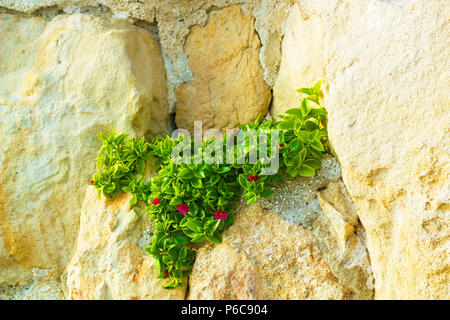 Aptenia cordifolia plant with pink flowers growing on rock. Mesembryanthemum cordifolium with pink flowers, baby sun rose, heartleaf iceplant Stock Photo