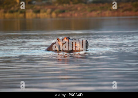Hippopotamus - Hippopotamus amphibius with head emerging from a lake in South Africa