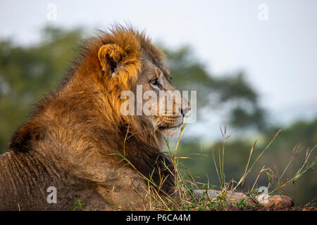 Close up headshot of male lion Panthera leo in the early morning sunlight Stock Photo