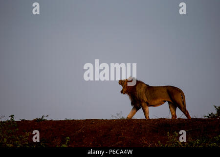 Male Lion Panthera leo roaring in the early light from the top of a dam wall Stock Photo