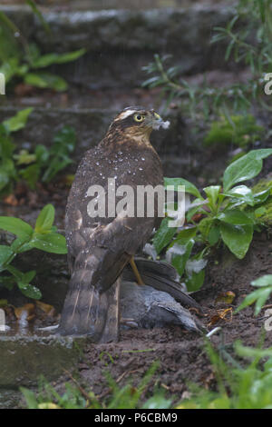 Sparrowhawk, Accipiter nisus, on kill and devouring victim, UK