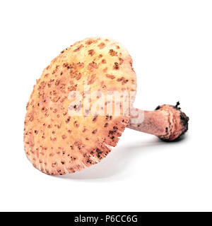 amanita rubescens mushroom isolated on white background