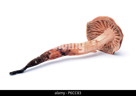 cortinarius (webcap), toxic mushroom, isolated on white Stock Photo
