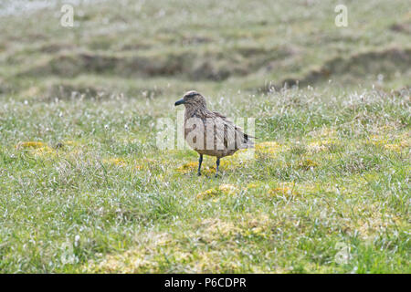 Adult Great Skua (Stercorarius skua) on Shetland breeding grounds, where it is known by the local name of bonxie Stock Photo