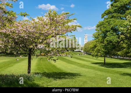 Cherry blossom on trees in Nottingham University park campus Nottingham Nottinghamshire England GB UK Europe Stock Photo