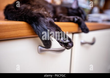 Black cat sleeps  on the sink Stock Photo