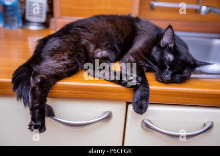 Black cat sleeps  on the sink Stock Photo