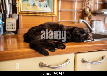 Black cat sleeps  on the sink Stock Photo