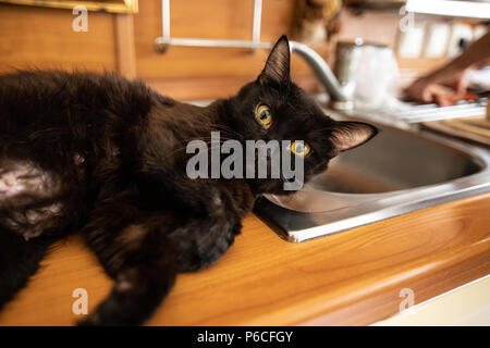 Black cat sleeps  on the sink Stock Photo
