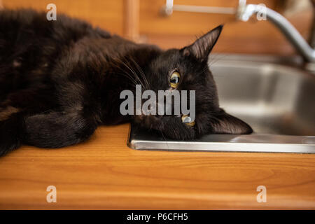 Black cat sleeps  on the sink Stock Photo