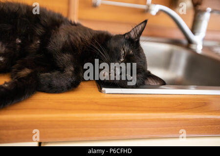 Black cat sleeps  on the sink Stock Photo