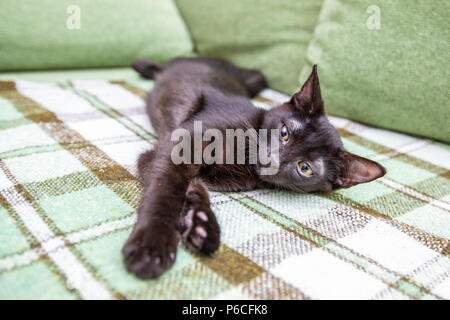 Black cat with big yellow eyes Stock Photo