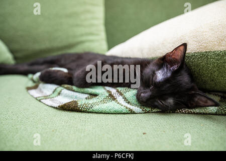 Black cat with big yellow eyes Stock Photo