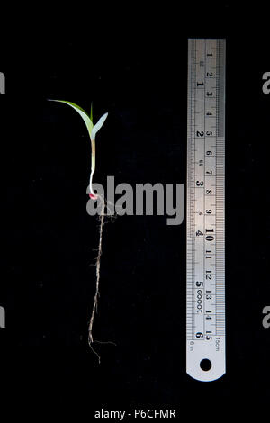 Sorghum seedling in the first leaf stage Stock Photo - Alamy