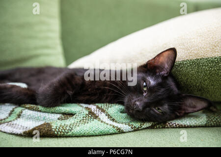 The black kitten sits on a green sofa Stock Photo
