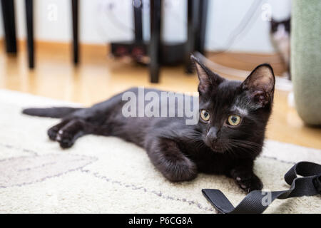 The black kitten sits on a green sofa Stock Photo