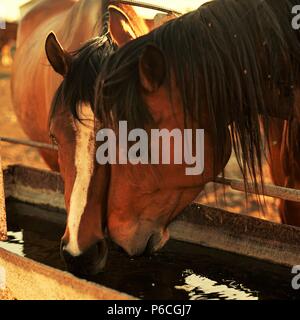 Two horses drink water pushing each other Stock Photo