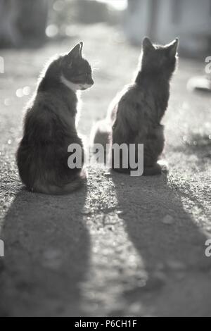 two cats sit in the courtyard resting at the end of the day and enjoying the sunset rays of the sun Stock Photo
