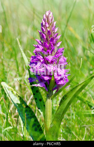 Heath spotted orchids growing in Wiltshire Hay Meadow Stock Photo - Alamy