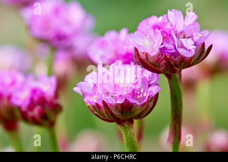 Thrift, or Sea Pink, (armeria maritima), close up of a couple of flowers with others in the background. Stock Photo