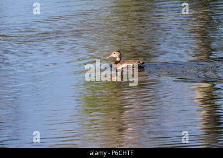 A black-bellied whistling duck in southern Arizona, USA. Stock Photo
