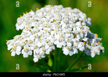 Yarrow (achillea millefolium), also known as Milfoil, close up of the more common white flower head showing detail. Stock Photo