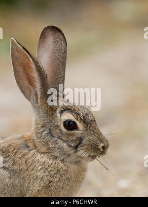 Close-up of a desert cottontail feeding on mesquite. Stock Photo