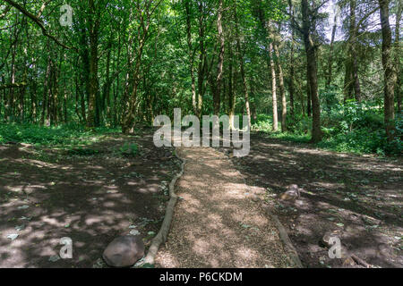 A Scottish forrest walk with the pathway made up from the fallen branches that leads you through the image. Stock Photo