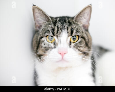 A tabby and white domestic shorthair cat with a grumpy expression on its face Stock Photo