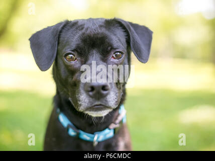 A cute black Retriever/Beagle mixed breed puppy wearing a blue collar Stock Photo