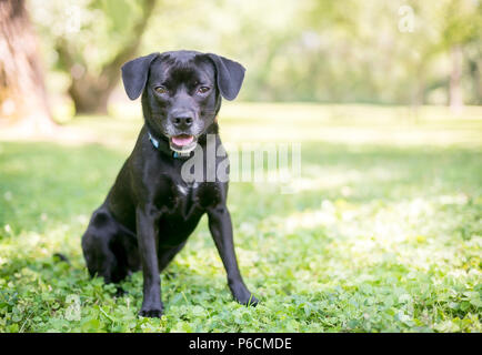 A cute black Retriever/Beagle mixed breed puppy sitting outdoors Stock Photo
