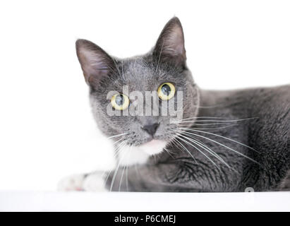 A gray and white domestic shorthair cat with yellow eyes on a white background Stock Photo