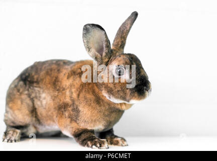 A Rex mixed breed domestic pet rabbit with tortoiseshell markings Stock Photo