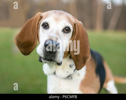 An English Foxhound dog listening with a head tilt Stock Photo