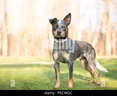 An Australian Cattle Dog outdoors Stock Photo