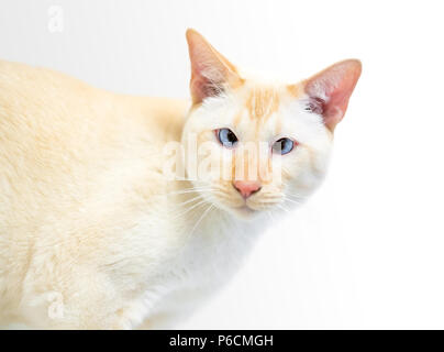 A Siamese cat with flame point markings and crossed eyes Stock Photo