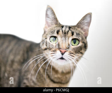 brown tabby cat with green eyes