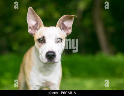 A fawn and white mixed breed puppy with large ears Stock Photo