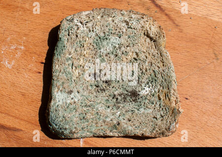 Moldy slice of whole-grain bread closeup on wooden board background Stock Photo