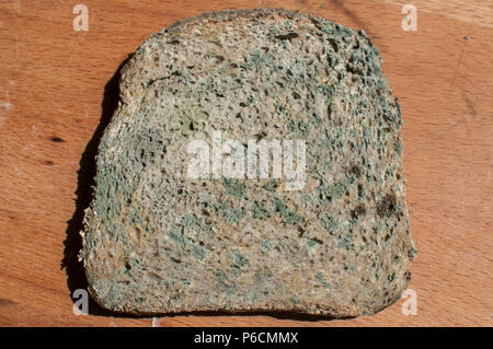 Moldy slices of whole-grain bread closeup on wooden board background Stock Photo