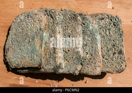 Moldy slices of whole-grain bread closeup on wooden board background Stock Photo